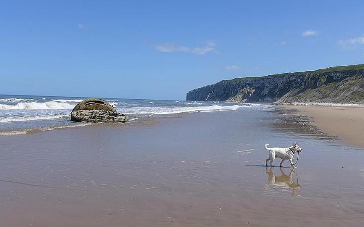 Dog on a beach in Filey