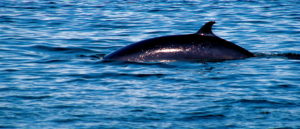 Minke Whale