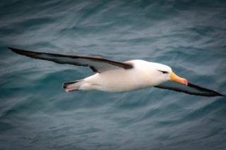 Albatross in flight