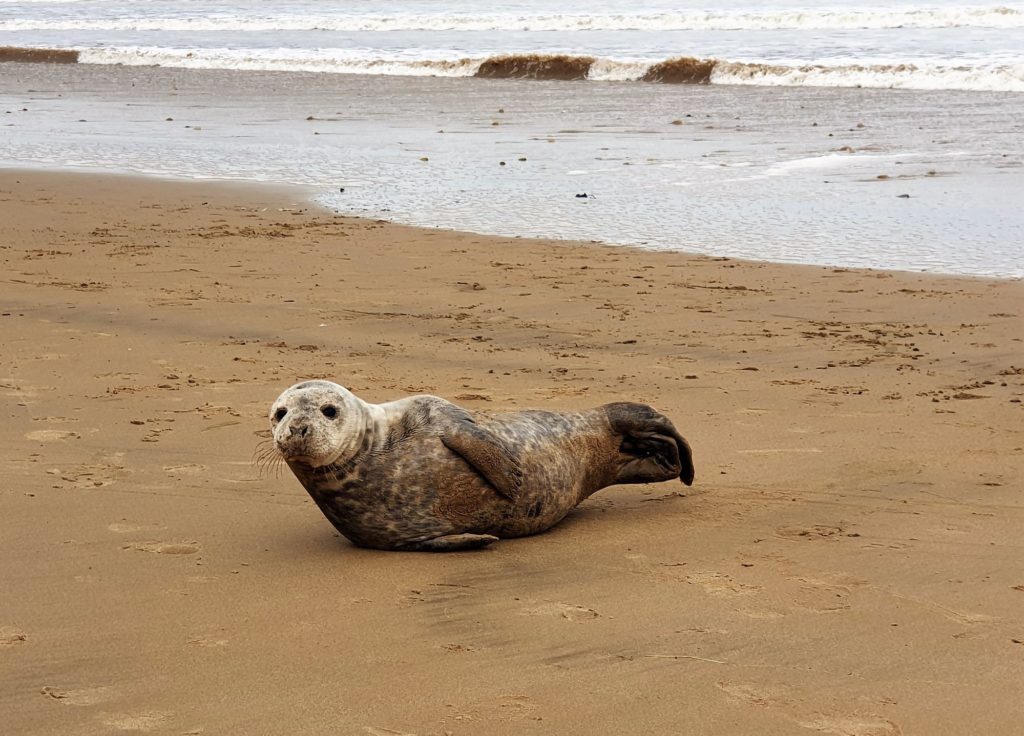 The Seals of Filey Bay; it's their beach as well Filey